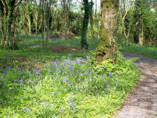 File:Bluebells, The Old School Gardens, Llanteg - geograph.org.uk - 1058709.jpg