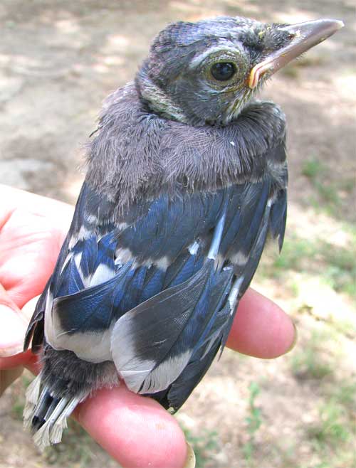 File Bluejay Nestling Jpg Wikimedia Commons