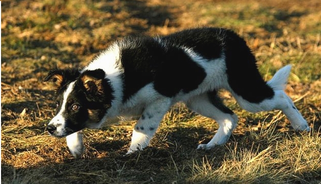 File:Border Collie (View Dan) 3 mois, mise aux moutons.jpg