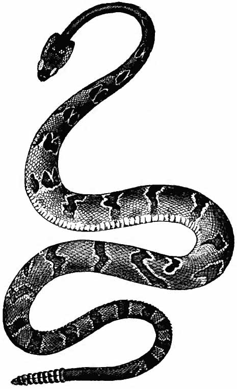 Britannica Rattlesnake.jpg