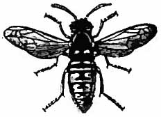 File:Britannica Wasp 1.jpg