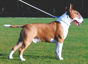 long nose bull terrier