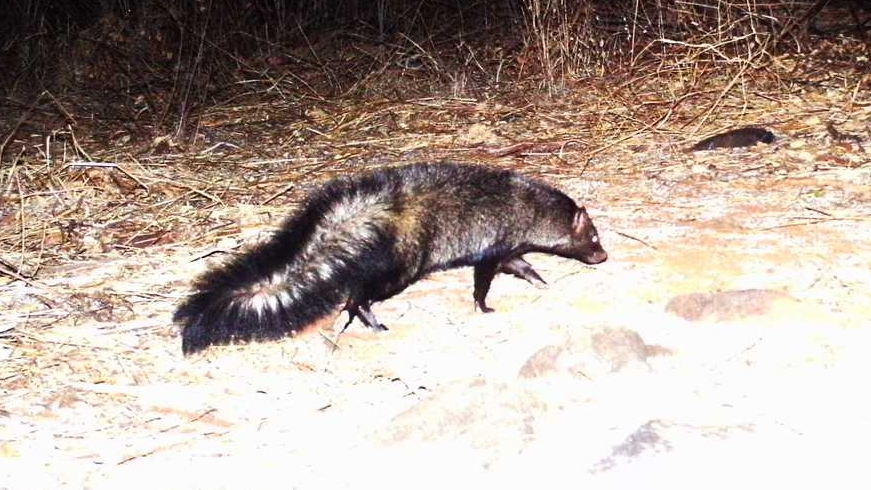 animals with big fluffy tails