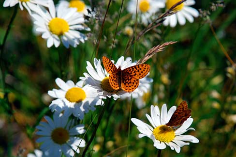 Daisies and Butterflies