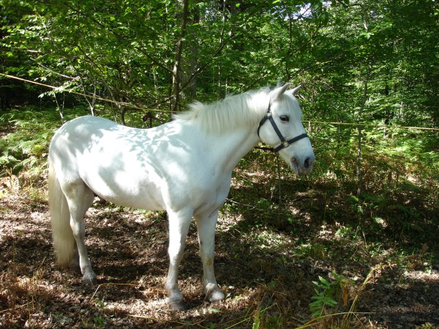 File:Camargue (horse) Carramba.jpg