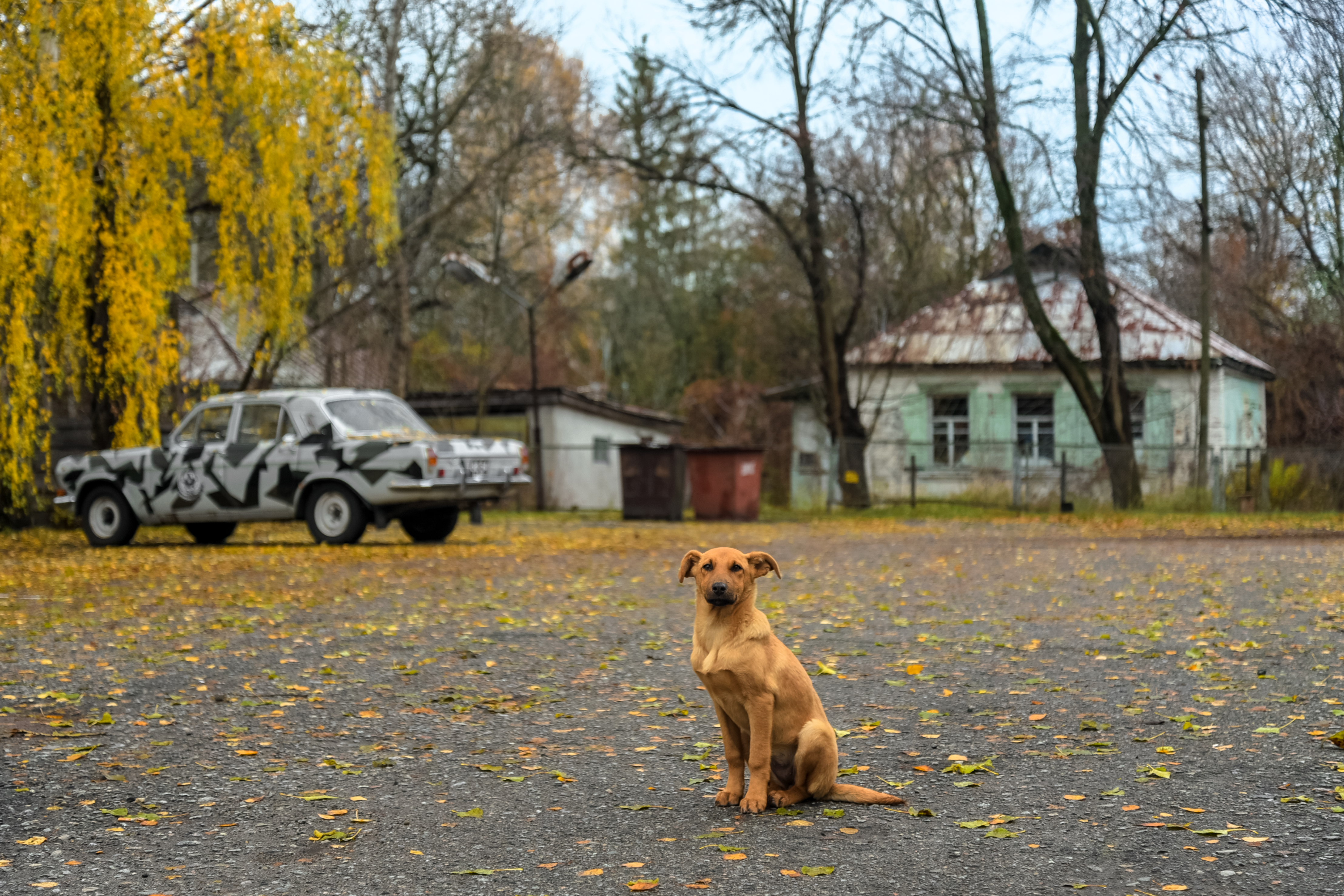 Мутации животных Чернобыль - обзор чернобыльских мутантов дикой природы от Go2Chernobyl