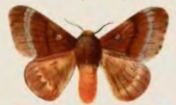 <i>Cotana postpallida</i> species of insect