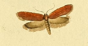 <i>Crassa tinctella</i> Species of moth