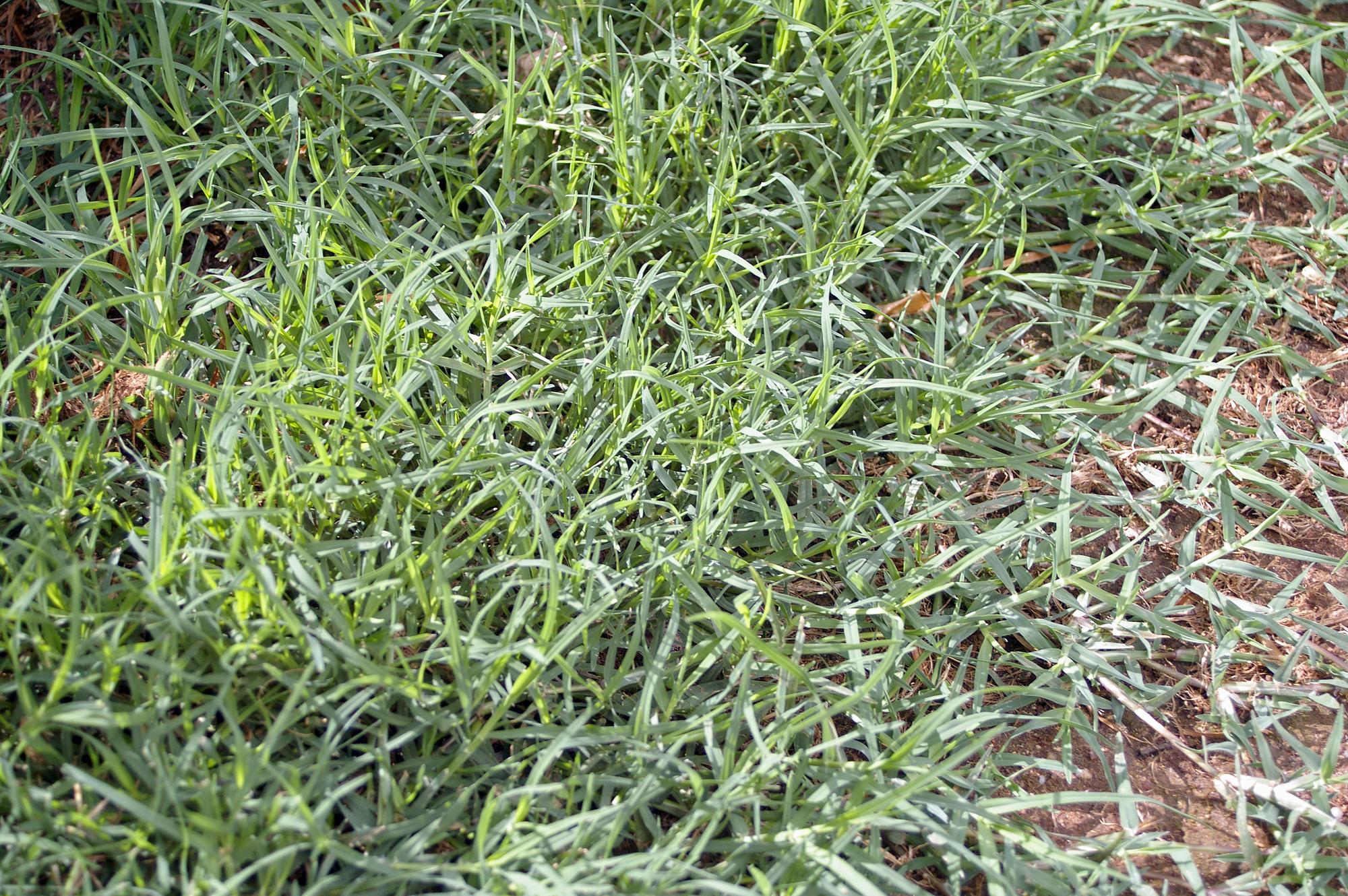 type of bermuda grass weed