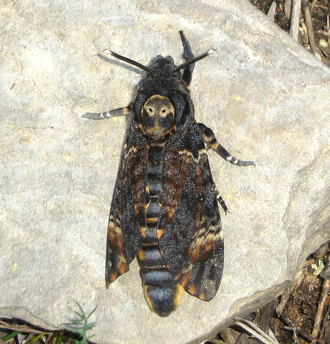 Атропос мифология. Атропос. Acherontia виды. Atropos Буцк. Ствол Атропос.