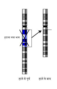 File:Deletion of chromosome section-hi.png