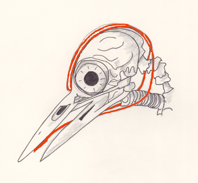 File:Dendrocopos major skull.jpg