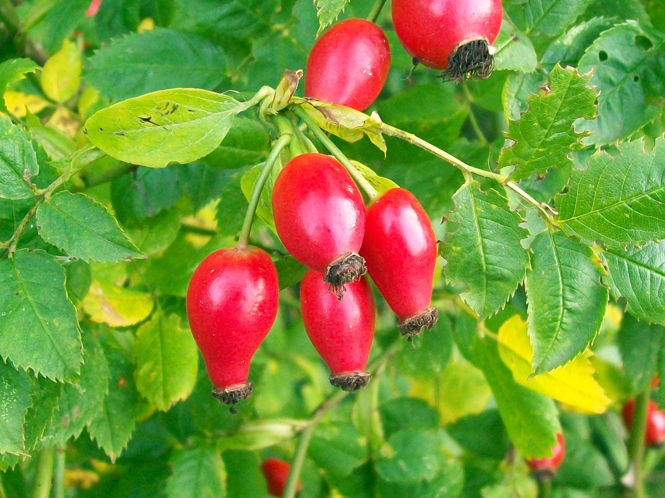 what is the name of the fruit of the dog rose