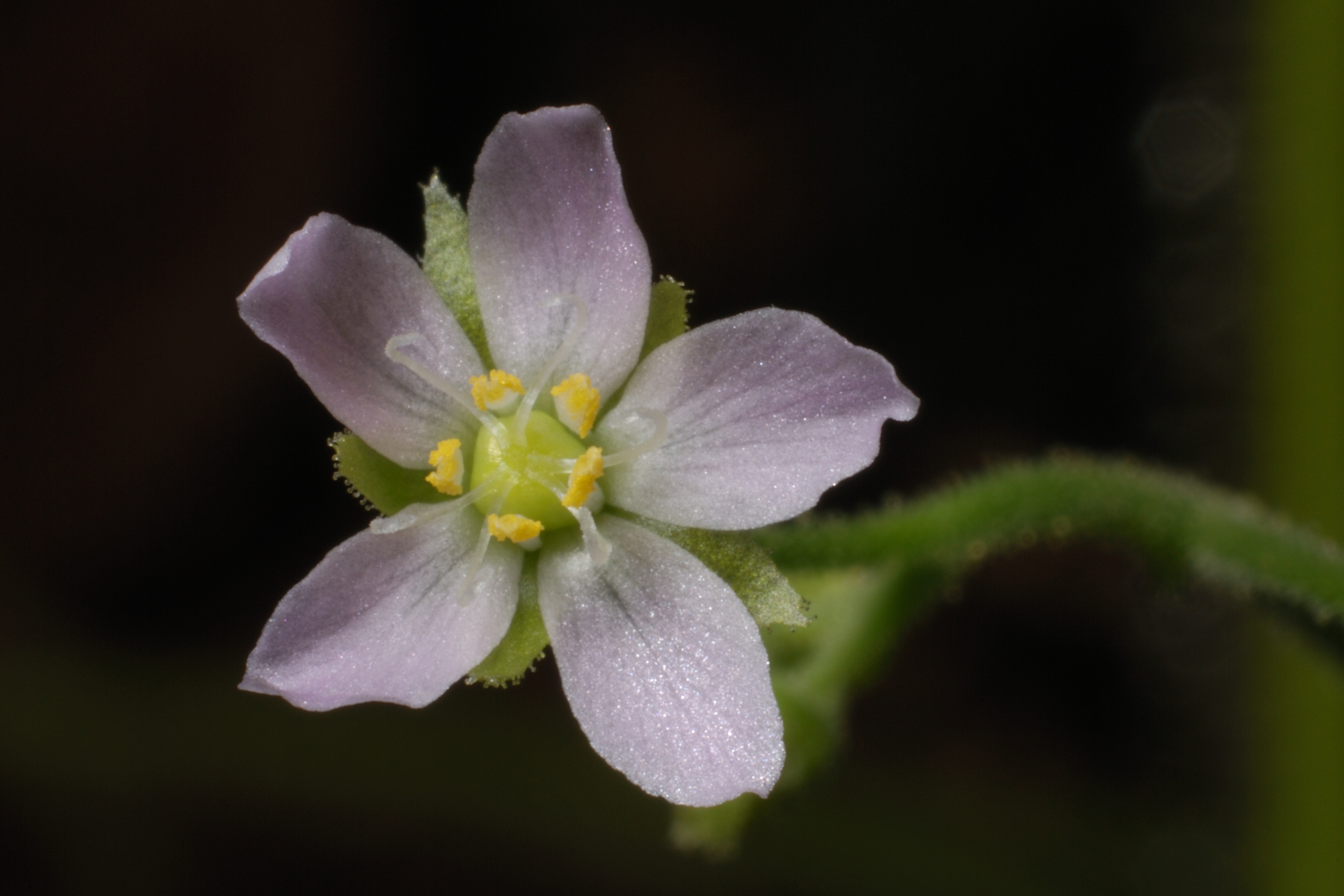 Indica flower model