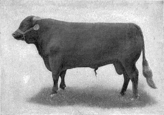 EB1911 Cattle - DEVON BULL.jpg