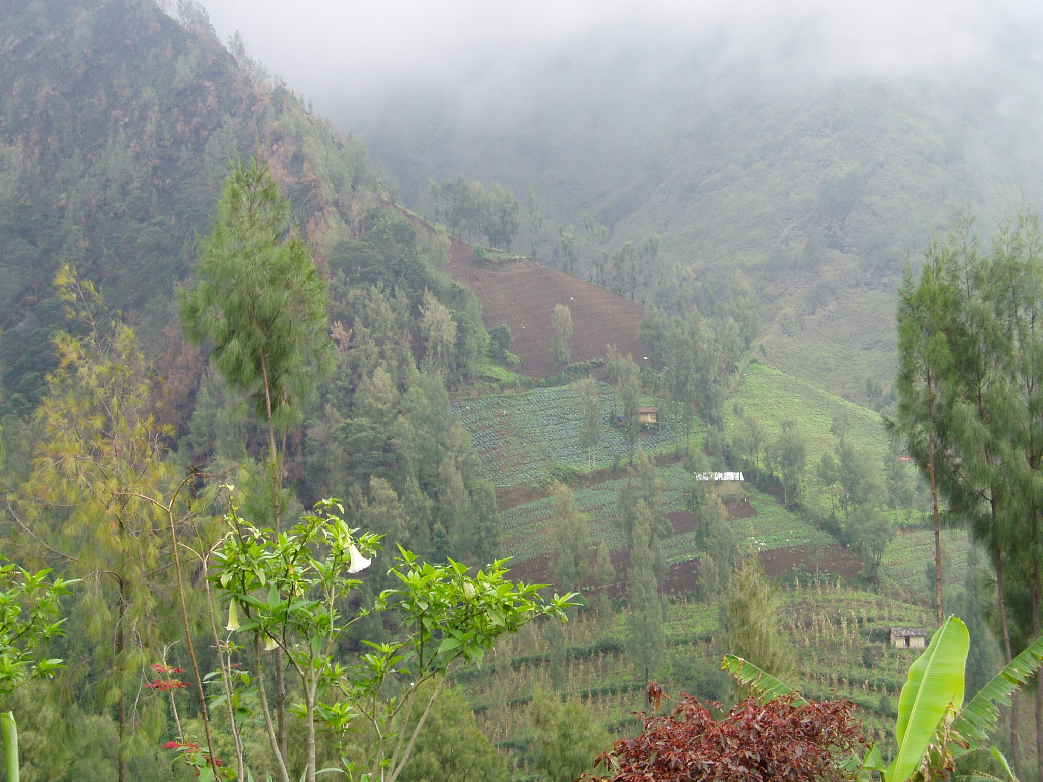 East java. Провинции Восточная Ява.