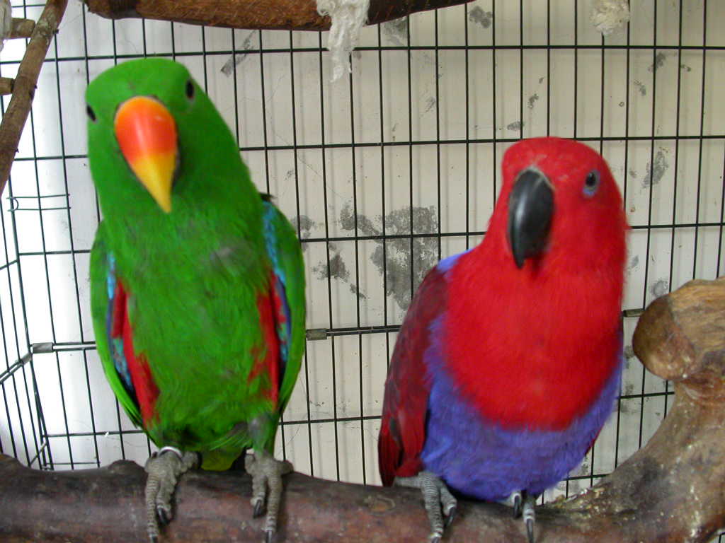 AP-1554. AP-1154 Eclectus Parrot pair Eclectus roratus
