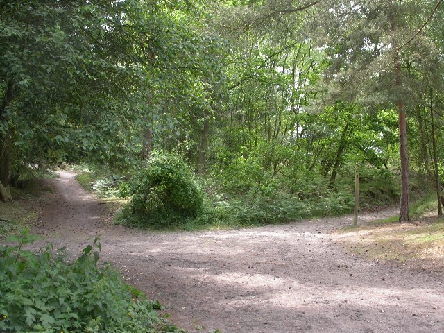 File:Edge of Frensham Common - geograph.org.uk - 17359.jpg