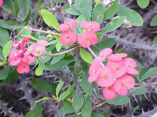 File:Euphorbia milii3.jpg