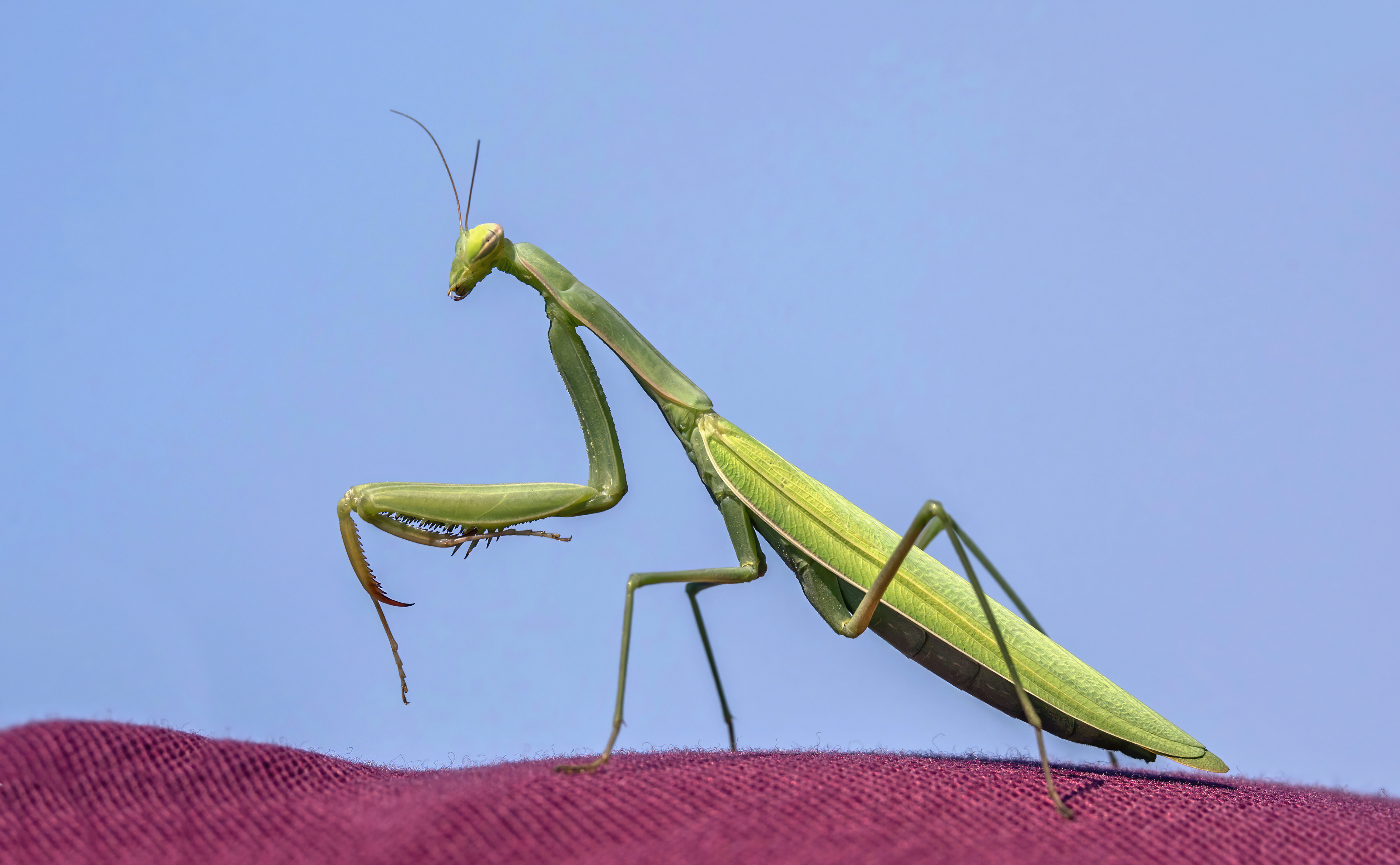 life cycle of a praying mantis