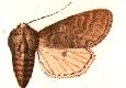 Eutolype damalis.JPG