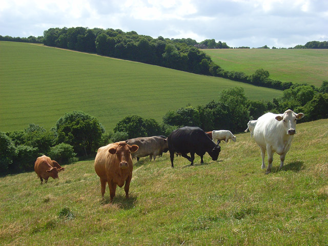 File:Farmland, Radnage-Chinnor - geograph.org.uk - 884892.jpg