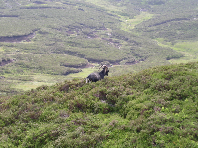 Feral goat below the summit of Ben Venue - geograph.org.uk - 1310768