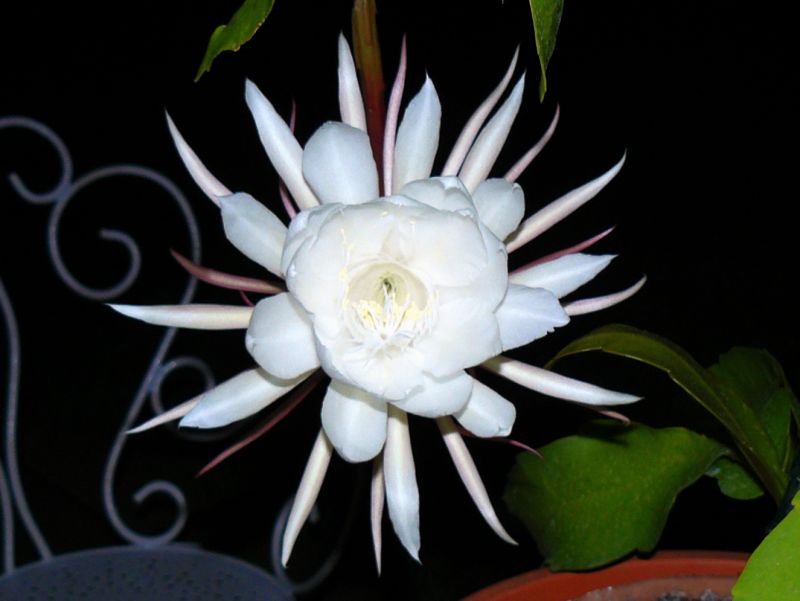 File:Fleur de lune 200809 05r.jpg - Wikimedia Commons