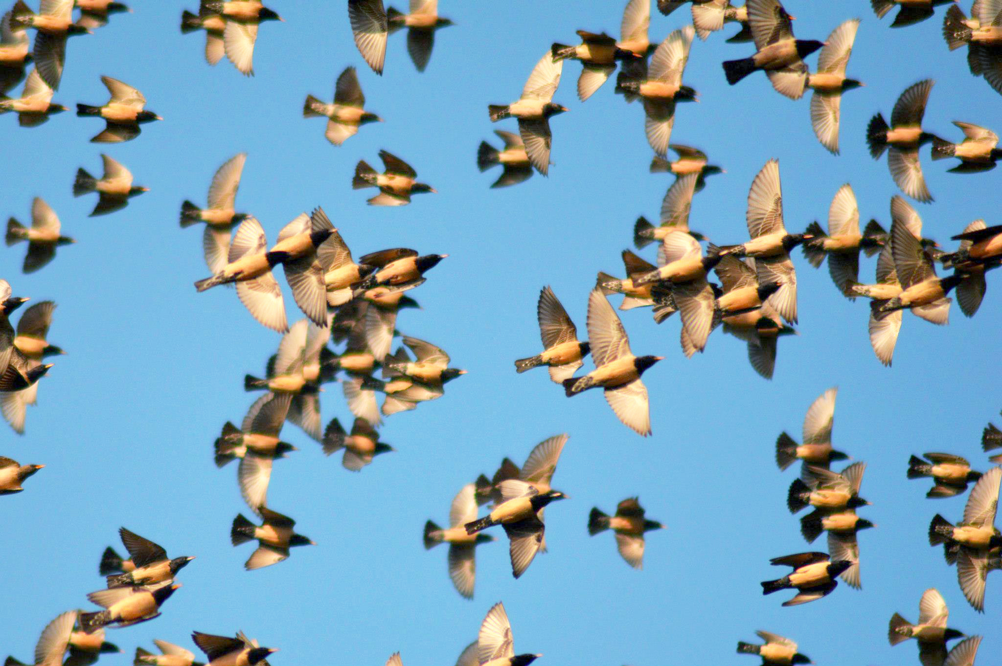 Flying Rosy Starlings