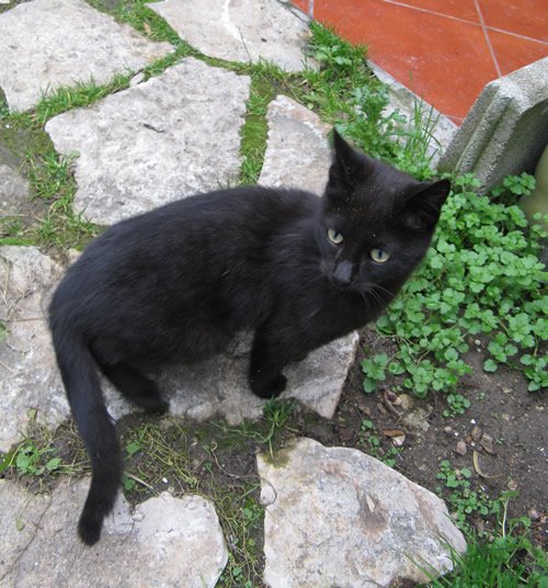 Gatto_europeo_a_pelo_nero