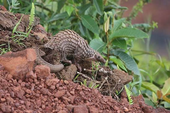 https://upload.wikimedia.org/wikipedia/commons/6/62/Ghana_Pangolins_USAmb_2017-02-18_B001.jpg