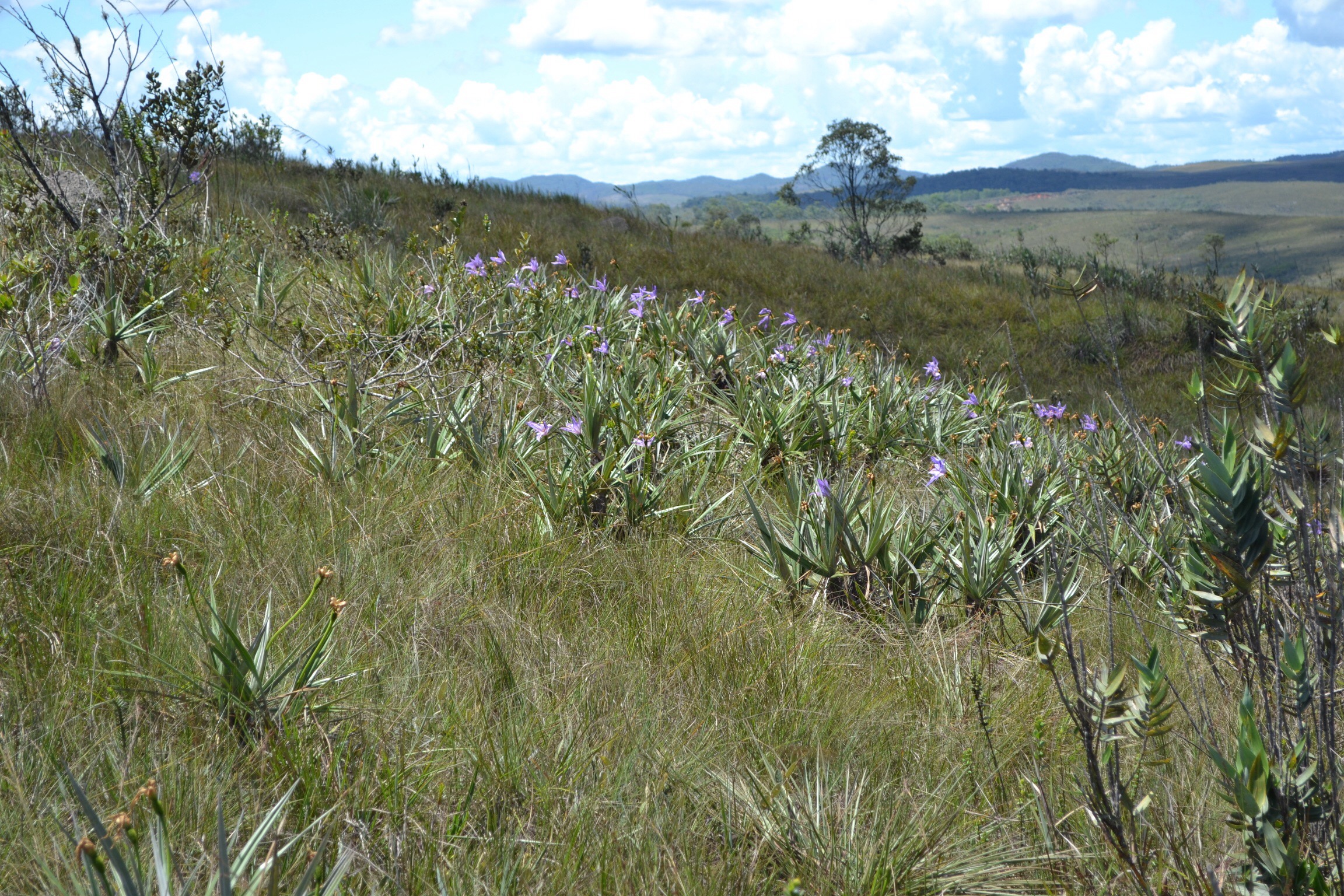 SciELO - Brasil - História natural de Tropidurus oreadicus em uma área de  cerrado rupestre do Brasil Central História natural de Tropidurus oreadicus  em uma área de cerrado rupestre do Brasil Central