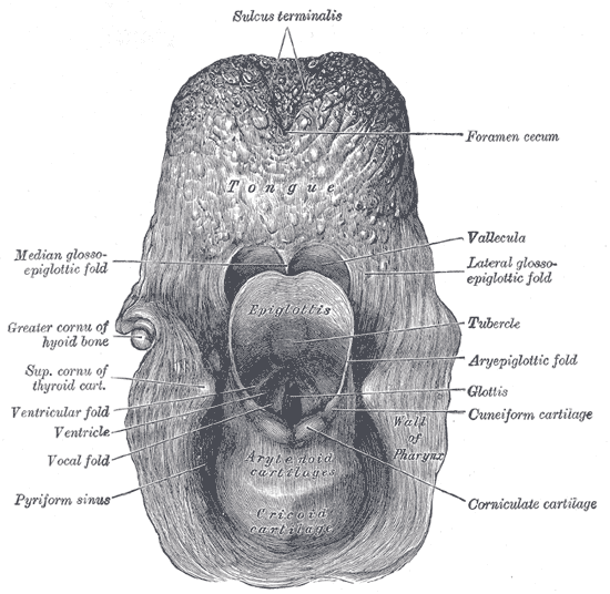Epiglottic vallecula - Wikipedia