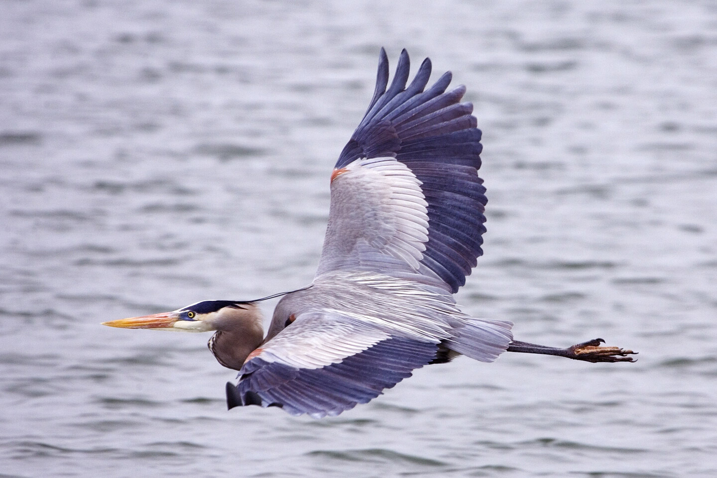 Great blue heron natures pics