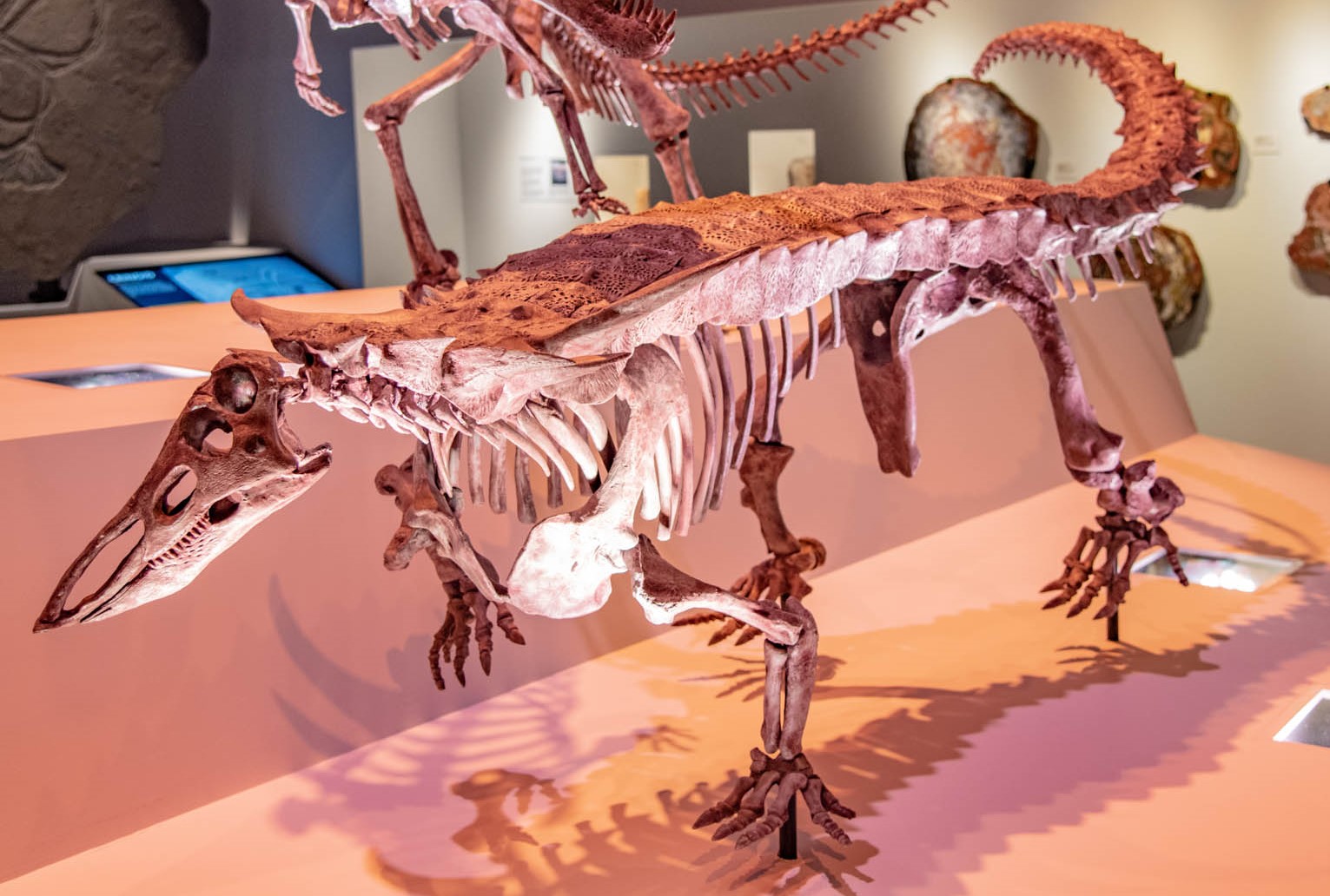 A dinossauro Rosa, uma história inédita