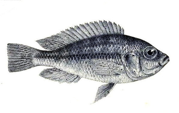 File:Haplochromis crassilabris.jpg