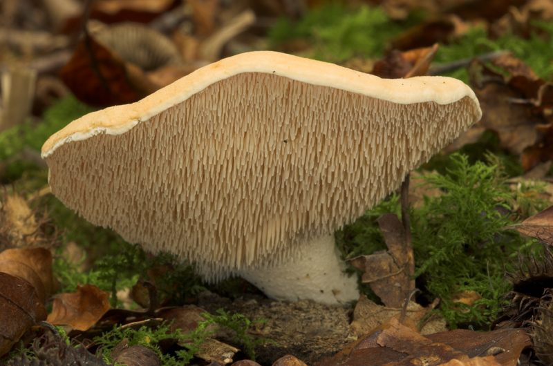 File:Hedgehog fungi.jpg