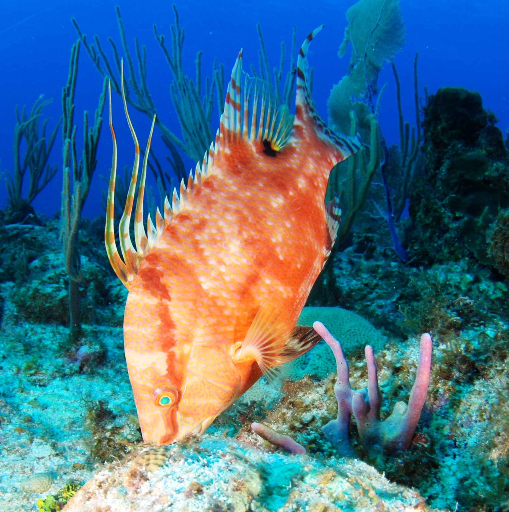 What Does a Hogfish Look Like 