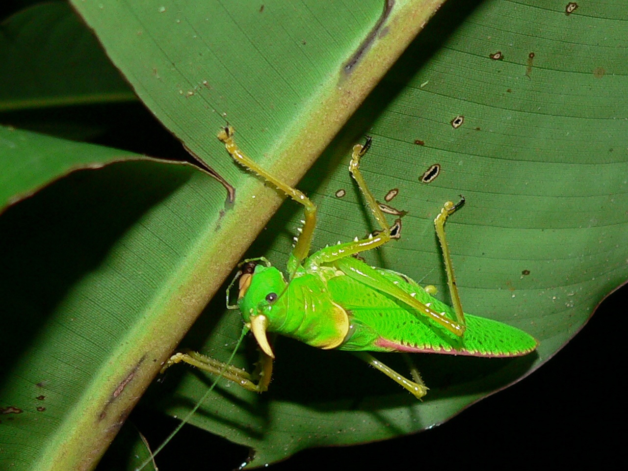 Horned Katydid Male (Copiphora rhinoceros) (7087318765).jpg