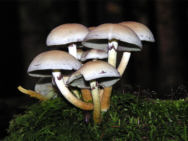 File:Hypholoma fasciculare01.jpg