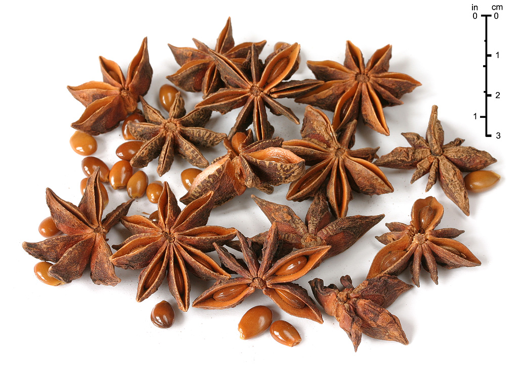 Star anise - Simple English Wikipedia, the free encyclopedia