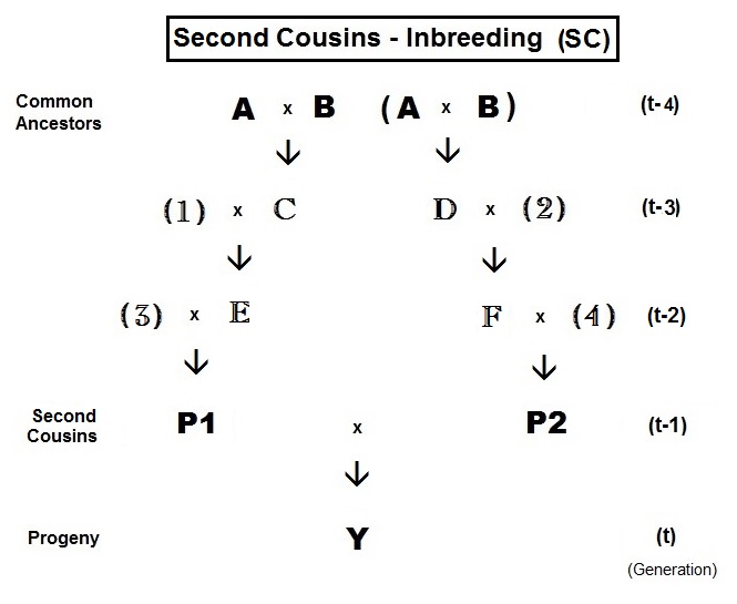 File:Inbreeding- Cousins Second.jpg