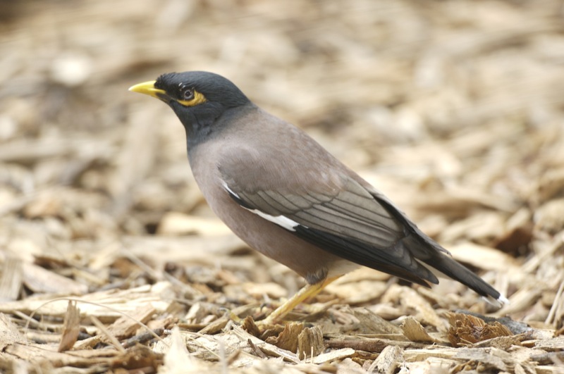 File:Introduced bird - Flickr - Lip Kee.jpg