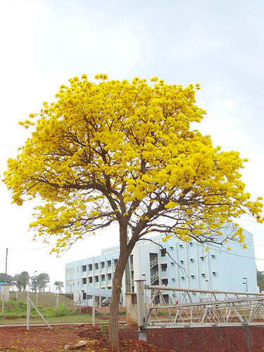 Ipê-do-cerrado – Wikipédia, a enciclopédia livre