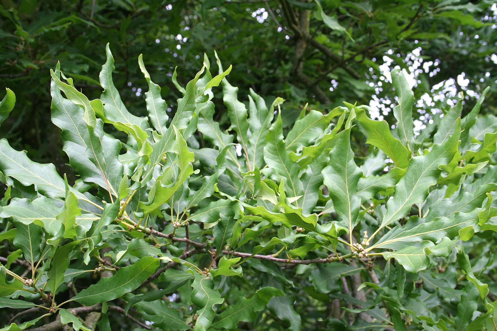 Дуб скальный. Quercus petraea. Quercus Iberica. Дуб скальный (Quercus petraea Matt. Leabl.).