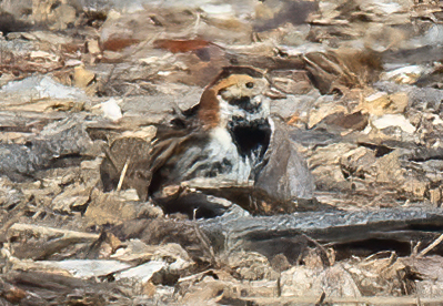 Lapland longspur, Floyd Bennett Field