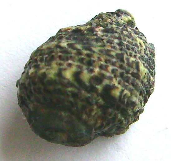 File:Lepsiella scobina scobina.JPG