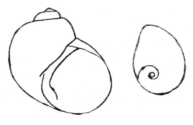 File:Lithoglyphus naticoides drawing.jpg