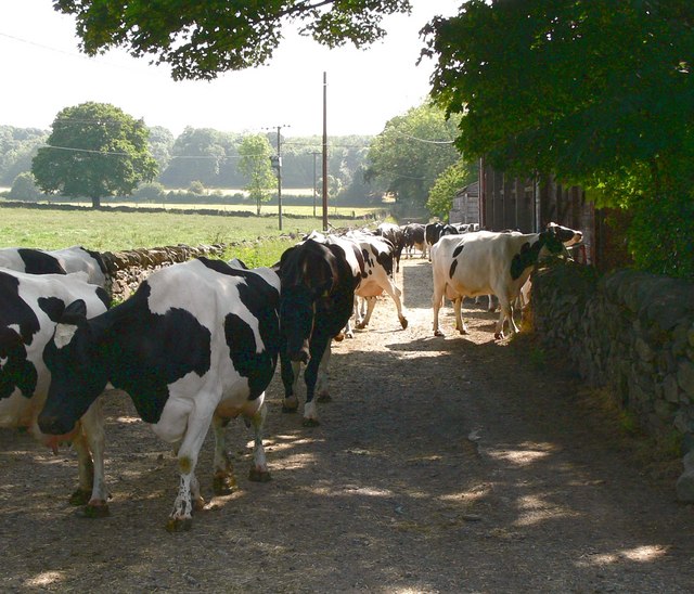 Milking the cows - geograph.org.uk - 461967