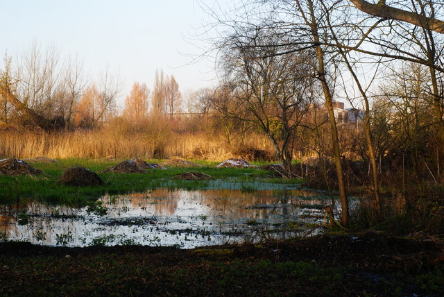 Morden Hall Park - wetlands - geograph.org.uk - 1629335